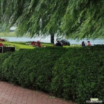 둥근측백 리틀 자이언트 P9포트 부드러운 서양 상록수 생울타리 묘목 : 조경나무 묘목 - 엑스플랜트