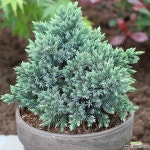 측백 향나무 좀눈향 나무 묘목 (블루스타) 7치화분 : 조경나무 묘목 - 엑스플랜트 측백  향나무 좀눈향 나무 묘목 (블루스타) 7치화분 : 조경나무... 