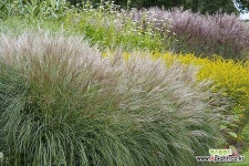 그라스 억새 야고드워프 6치포트 왜성 노지월동 다년사초 모종 갈대 야생 : 야생화 - 엑스플랜트