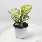 아글라오네마 화이트엔젤 슈퍼화이트 공룡꽃식물원 : 공기정화식물 - 엑스플랜트