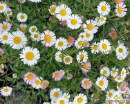 원평소국 소품 노지월동가능,잘자랐어요,삼색소국 : 야생화 - 엑스플랜트