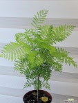 [자가란타] J0070 -동일품 배송- 높이45cm 폭25cm : 공기정화식물 - 엑스플랜트