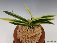 묘향 : 풍란 부귀란(명품관) - 엑스플랜트