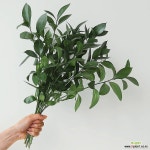 루스커스 생화 5줄기 그린잎소재 : 수경식물 (수생) - 엑스플랜트