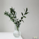 생화 루스커스 글라스저그 항아리 수경세트 : 수경식물 (수생) - 엑스플랜트