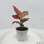 아글레오네마 코코엔젤 수경식물 인테리어식물 아글라오네마 공룡꽃식물원 : 공기정화식물 - 엑스플랜트