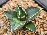 agave늑대인간 919-59 : 아가베 - 엑스플랜트