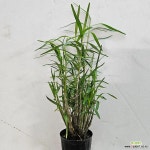 대나무처럼 곧고 예쁜 죽도석곡 : 석곡 - 엑스플랜트