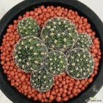 님의향기선인장 꽃피면향이납니다 0919 산아래다육이 : 선인장 - 엑스플랜트