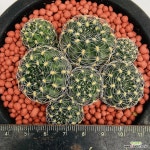 님의향기선인장 꽃피면향이납니다 0919 산아래다육이 : 선인장 - 엑스플랜트