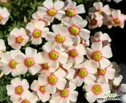 옵튜사 버밀리언 옥살리스(사랑초) : 야생화 - 엑스플랜트