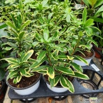 황금무늬천리향 : 관엽식물 - 엑스플랜트