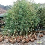 청죽 대나무 묘목 30주 조경용 울타리용 나무 : 조경나무 묘목 - 엑스플랜트