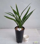 대훈 : 기타 동양란 - 엑스플랜트