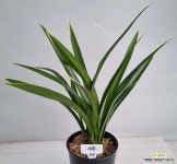 대훈 : 기타 동양란 - 엑스플랜트