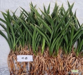 대훈 : 기타 동양란 - 엑스플랜트