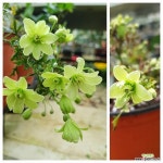 으아리-녹화상록으아리 : 야생화 - 엑스플랜트