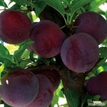 자두나무 바이오체리 유실수 결실주 묘목 나무 : 과일/열매 나무 묘목 - 엑스플랜트