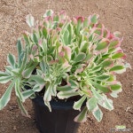 1121 말리화(뿌리내리는중) 12 : 아프리카식물(코덱스) - 엑스플랜트