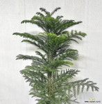 아라우카리아 대형 크리스마스나무 생화트리 : 공기정화식물 - 엑스플랜트