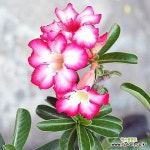 [모야모] 석화(사막의장미) Adenium 씨앗 5립 : 꽃/야생화 씨앗 - 엑스플랜트