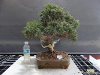 농장이전 반값행사품-사어천진백 완성 121715 : 분재 - 엑스플랜트