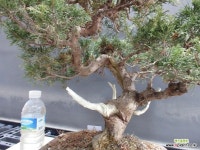 농장이전 반값행사품-사어천진백 완성 121715 : 분재 - 엑스플랜트