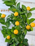 [유주나무] 베란다월동 식용열매 J0388 -동일품 배송- 높이75cm 폭40cm : 관엽식물 - 엑스플랜트