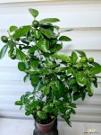[유주나무] 베란다월동 식용열매 J0388 -동일품 배송- 높이75cm 폭40cm : 관엽식물 - 엑스플랜트
