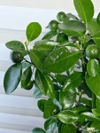 [유주나무] 베란다월동 식용열매 J0388 -동일품 배송- 높이75cm 폭40cm : 관엽식물 - 엑스플랜트
