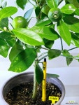 [유주나무] 베란다월동 식용열매 J0388 -동일품 배송- 높이75cm 폭40cm : 관엽식물 - 엑스플랜트