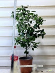 [유주나무] 베란다월동 식용열매 J0388 -동일품 배송- 높이75cm 폭40cm : 관엽식물 - 엑스플랜트