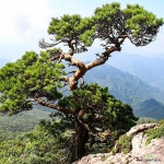 적송 소나무 묘목 플러그묘 : 조경나무 묘목 - 엑스플랜트