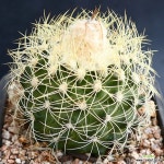 백조관 1 : 선인장 - 엑스플랜트