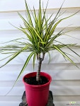 [마지나타옐로우] 베란다월동 J0399 -동일품 배송- 높이50cm 폭40cm : 공기정화식물 - 엑스플랜트