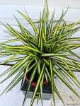 [마지나타옐로우] 베란다월동 J0399 -동일품 배송- 높이50cm 폭40cm : 공기정화식물 - 엑스플랜트