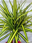 [마지나타옐로우] 베란다월동 J0399 -동일품 배송- 높이50cm 폭40cm : 공기정화식물 - 엑스플랜트