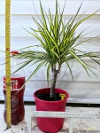[마지나타옐로우] 베란다월동 J0399 -동일품 배송- 높이50cm 폭40cm : 공기정화식물 - 엑스플랜트