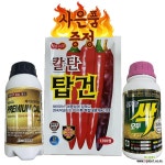 25년 복합내병계 칼탄탑건 1200립 고추씨앗 극대과 맵기중강 탄저병에강함 사은품증정 : 채소/곡물 씨앗 - 엑스플랜트