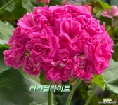 제라늄 라라딜라이트 : 초화류 - 엑스플랜트