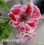 프린세스오브웨일즈 제라늄 01-17 : 관엽식물 - 엑스플랜트
