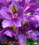 [만병초.로드덴드론 마르셀 메날드 Marcel Menard] 퍼플 노지월동 (영하21도) S0447 : 야생화 - 엑스플랜트