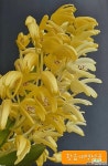 [황금대명석곡] 특가세일 꽃대 5송이 J0463-동일품 배송- 높이45cm 폭25cm : 석곡 - 엑스플랜트
