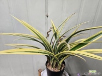 고급 동양란,향금일향, 멋진 황금일향 화분선택하시면 분갈이해드려요.초특가 : 기타 동양란 - 엑스플랜트