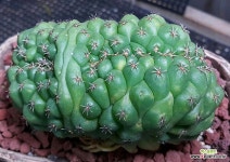 상아환철화(금) 귀품 : 선인장 경매 - 엑스플랜트