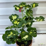 [유럽제라늄 해피소웃핑크]-J0484 동일품 배송-높이 45cm 폭 30cm : 공기정화식물 - 엑스플랜트