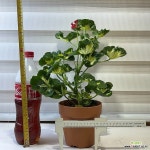 [유럽제라늄 해피소웃핑크]-J0484 동일품 배송-높이 45cm 폭 30cm : 공기정화식물 - 엑스플랜트