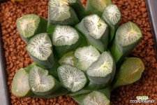 백희(白姬)-02-01-No.9895 : 하월시아 - 엑스플랜트