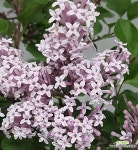 미스김라일락(노지월동,향기봄꽃) : 야생화 - 엑스플랜트