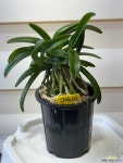 [소엽풍난] J0610 -동일품 배송- 높이 15cm 폭 15cm : 기타 동양란 - 엑스플랜트